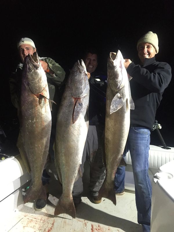 White Sea Bass Charters Bight Sportfishing